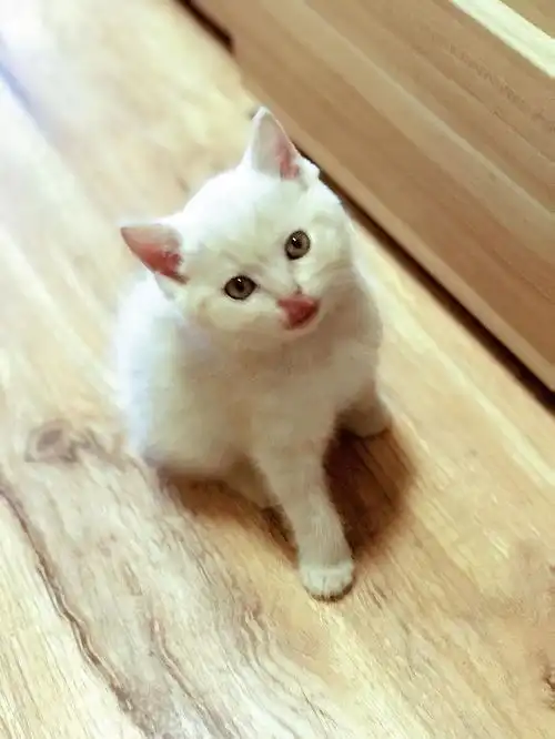橘猫领养

