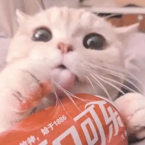 情头可爱猫咪情侣头像
