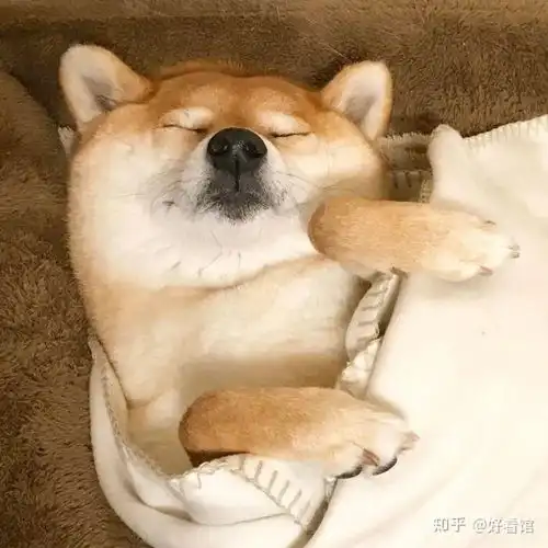 狗子头像可爱又憨憨的狗子头像奶凶奶凶可爱情侣狗子头像
