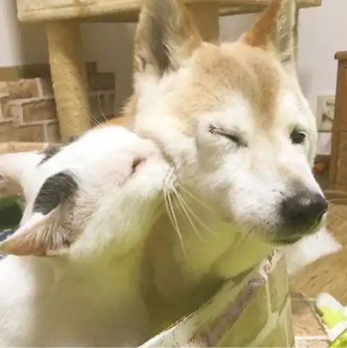 小猫咪爱上痴呆狗如果可以,我希望下辈子还能遇见你
