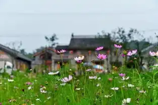 孙君乡村规划,别做漂亮的傻姑娘
