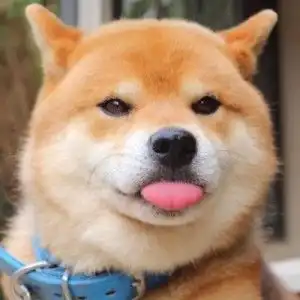 这个是不是情头啊
