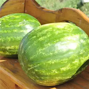 大西瓜头像新鲜的大西瓜图片
