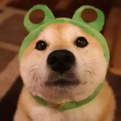 柴犬为什么叫戏精看了这些表情包你就知道了
