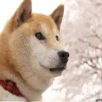 日本柴犬北登表情包微信头像图片大全
