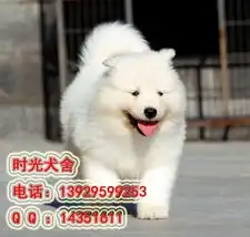 标题广州哪里有卖萨摩广州边度有出售宠物狗狗
