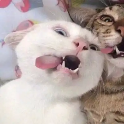 猫咪头像可爱图片萌宠猫咪图片大全可爱
