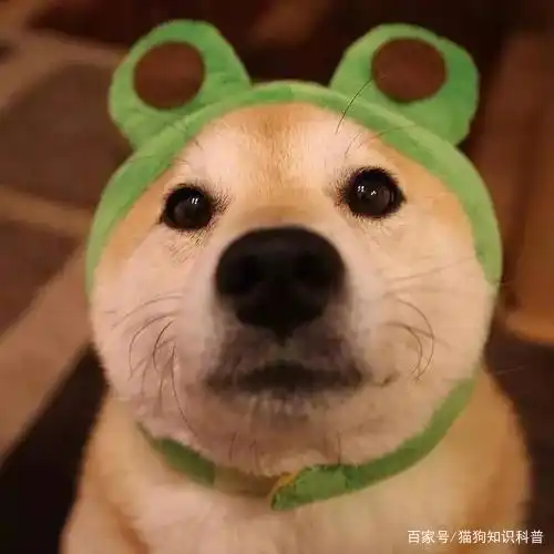 宠物电解质浓缩液预防狗狗中暑
