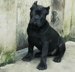 纯种美国比特犬出售血统纯种身体强壮非常凶猛
