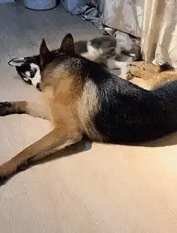 哈士奇这些年看过的热闹
