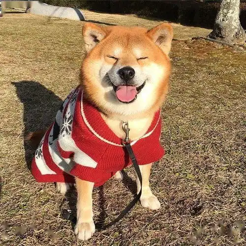 有多少主人会给狗狗刷牙呢想不到...
