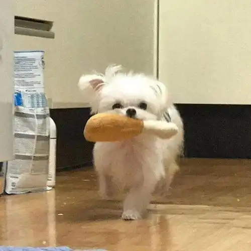 来一波有趣可爱的头像
