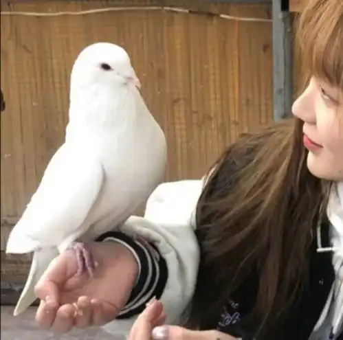 年年有雾雾吹年年叁叁即散散散散亦人生.情侣头像
