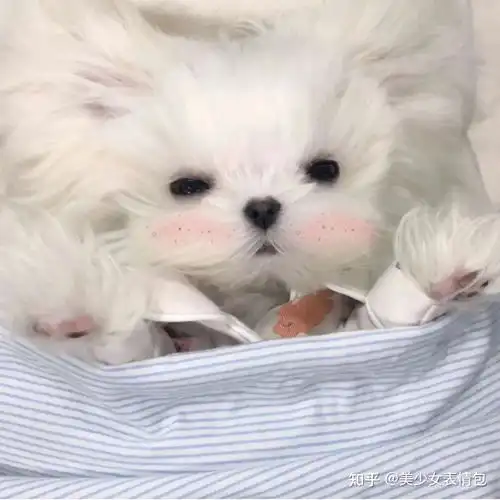 可爱萌宠狗狗头像
