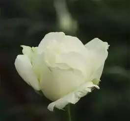花艺培训常见玫瑰品种花语,一篇就够了
