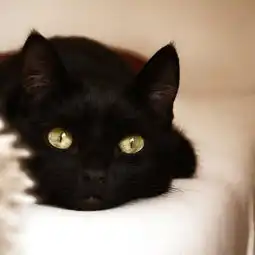 谁能给发几张黑猫的头像
