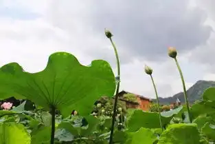 美翻了百年古城堡夏日里的春天
