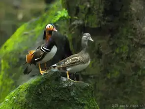 一对鸳鸯
