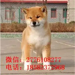 武汉哪里有卖带出生纸柴犬柴犬图片
