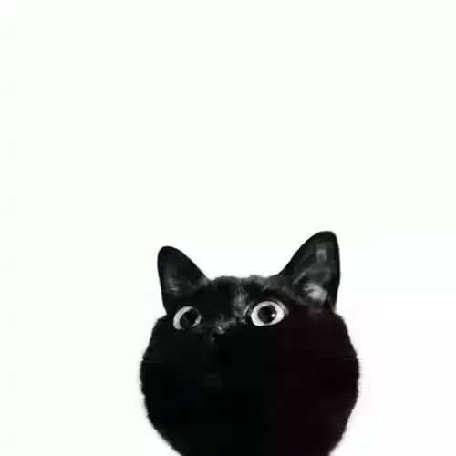 小黑猫,最后一张你是认真的吗
