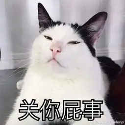 承包你的表情包这些网红喵星人你都认识吗
