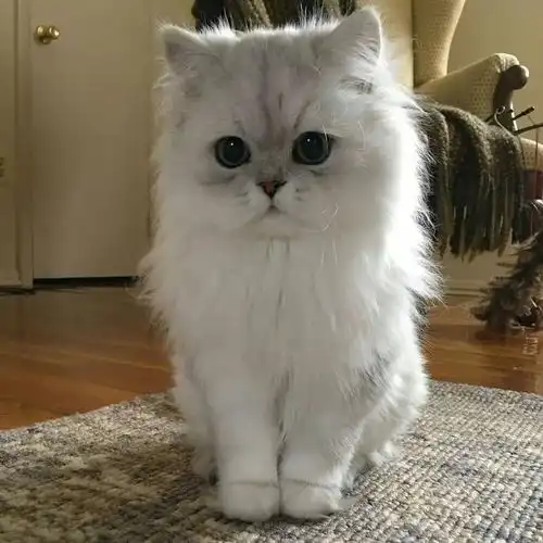 吸吸吸吸吸吸吸吸吸吸吸猫了
