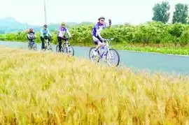 欣赏丰收
