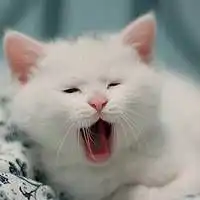 呆萌可爱的猫咪图片头像超萌的猫
