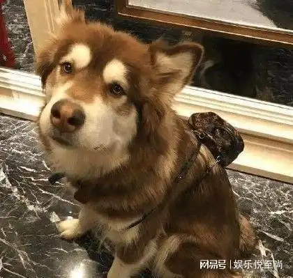 明星家的流浪爱宠流浪狗遇吴磊一路逆袭,王思聪爱犬成狗生赢家

