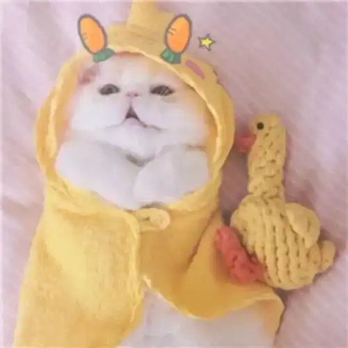 萌系头像
