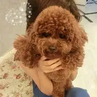 求抱动物的情侣头像要阳光,霸气的还希望有这个头像的男生的
