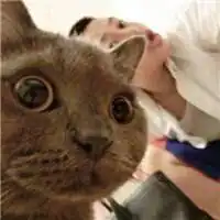 抱着猫咪的情侣头像
