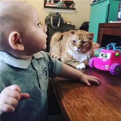 老橘猫因为臭脾气,还患有猫艾滋,无人领养,书店主人抱回家后...
