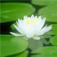 莲花鱼图片微信头像微信头像图片大全
