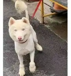 送二哈洗澡结果洗成了白狗...哈哈哈哈哈哈哈这是给洗褪色了
