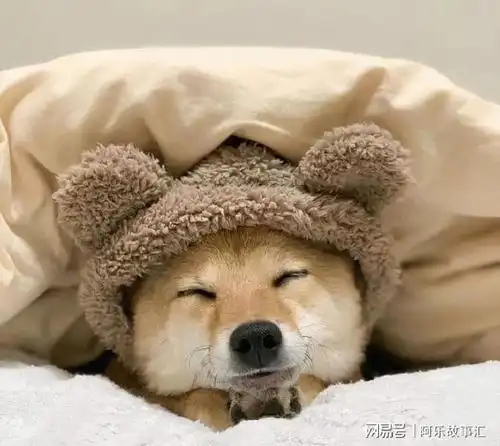 狗狗爱上你的床,不止是想睡觉,还有这些意思
