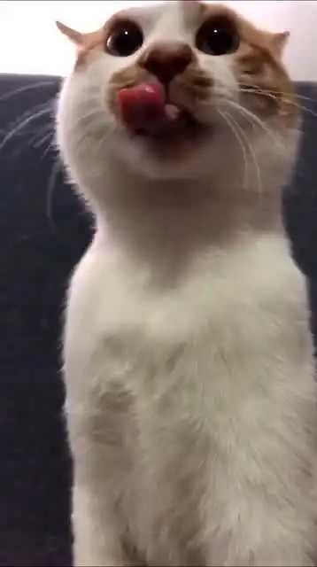 什么赶紧吃一口压压惊猫不是猫橘猫还是橘猫
