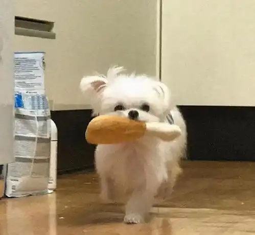 穿网袜不能盘腿坐女网友的经历也太搞笑了吧,哈哈

