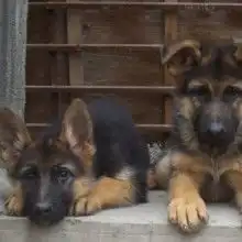 云南天健名犬繁殖供应产品
