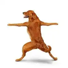 美国比特犬
