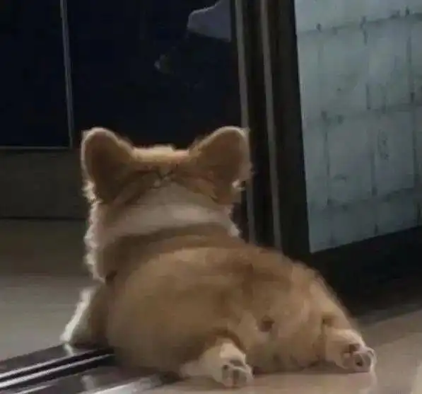 头像,我只用可爱小狗
