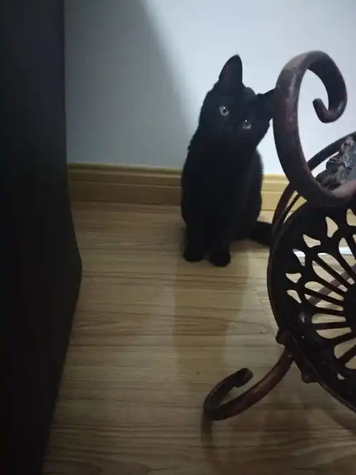 无锡台风天出生的黑白双煞两只小奶猫找领养
