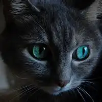 黑白简约猫咪头像qq情侣黑白简约头像
