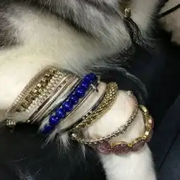 远看地上一个狗头吓一跳,走近才发现又是二哈搞的鬼
