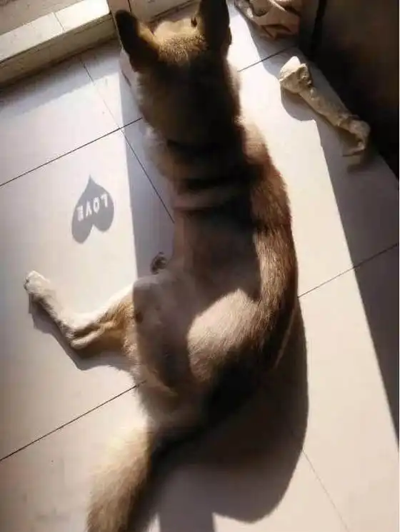 那些说哈士奇又二又蠢的人,你说的真对
