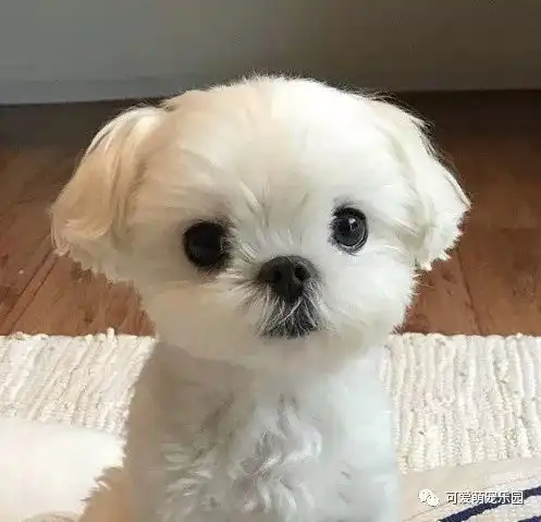 大狗狗才是陪在你身边最贴心的宝宝
