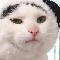 萌萌哒的可爱小猫咪头像微信头像图片大全
