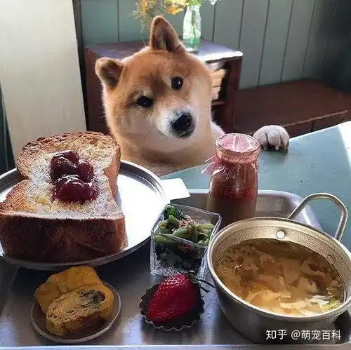 柴犬掉毛应该怎么办
