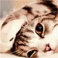 猫咪图片大全霸气头像微信头像图片大全
