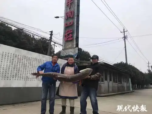 68斤,1.5米这样大的黄钻鱼你见过没
